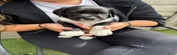 Cockerdor dogs for sale: 6 Cockerdor puppies left  in Camberley - Advert 8