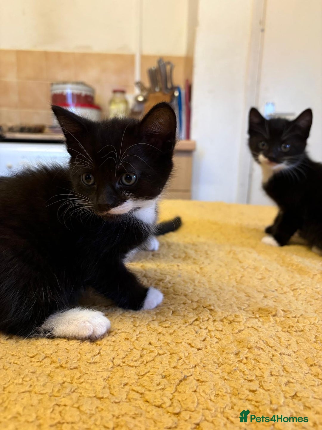 Mixed Breed cats for sale: Beautiful Kittens Looking for Homes - Advert 12