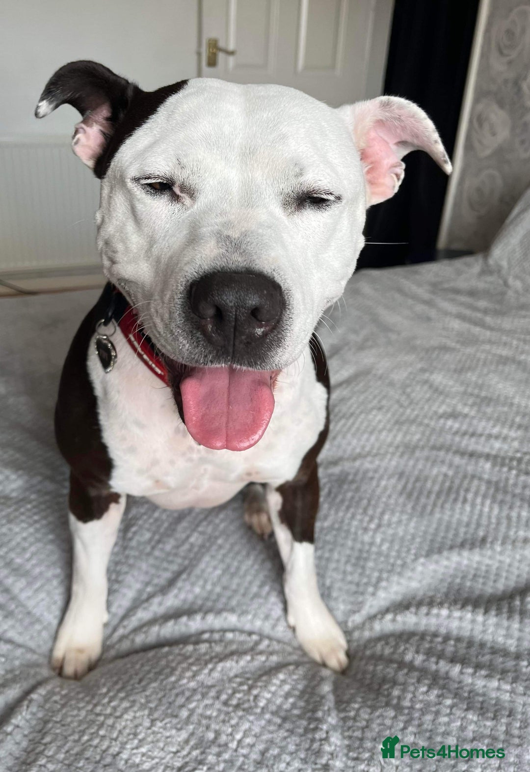 Staffordshire Bull Terrier dogs for sale: Fifi  - Advert 20