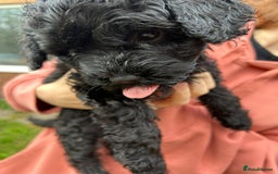 Cockapoo dogs for sale: Cockapoo pups - Image 25