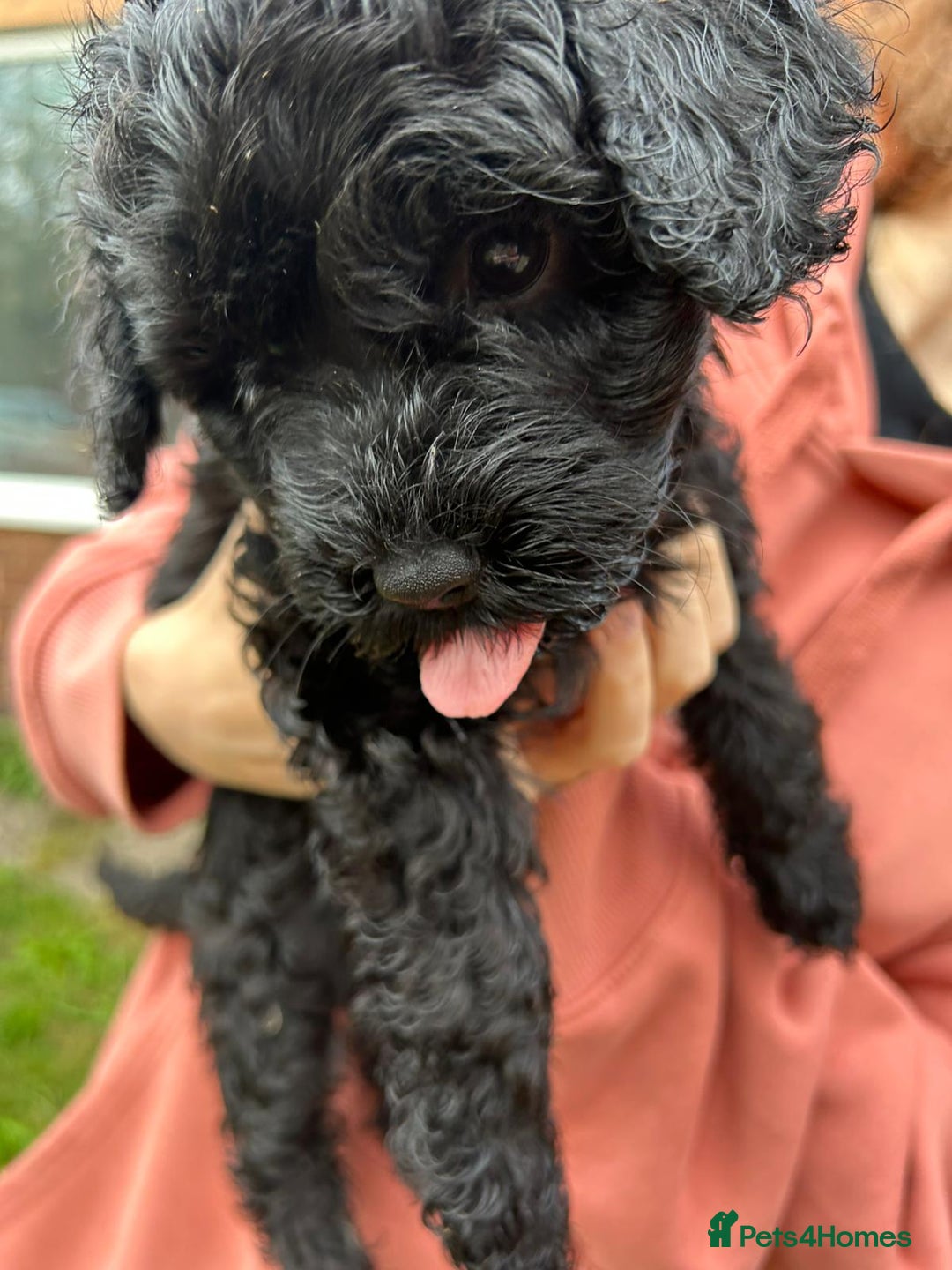 Cockapoo dogs for sale: Cockapoo pups - Image 25