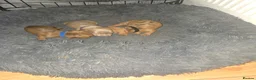 Dachshund dogs for sale: Dachshund puppies  in Birkenhead - Advert 3