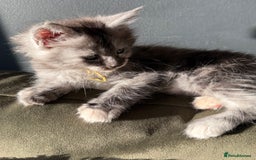 Maine Coon cats for sale: Maine Coon Kittens  - Image 11