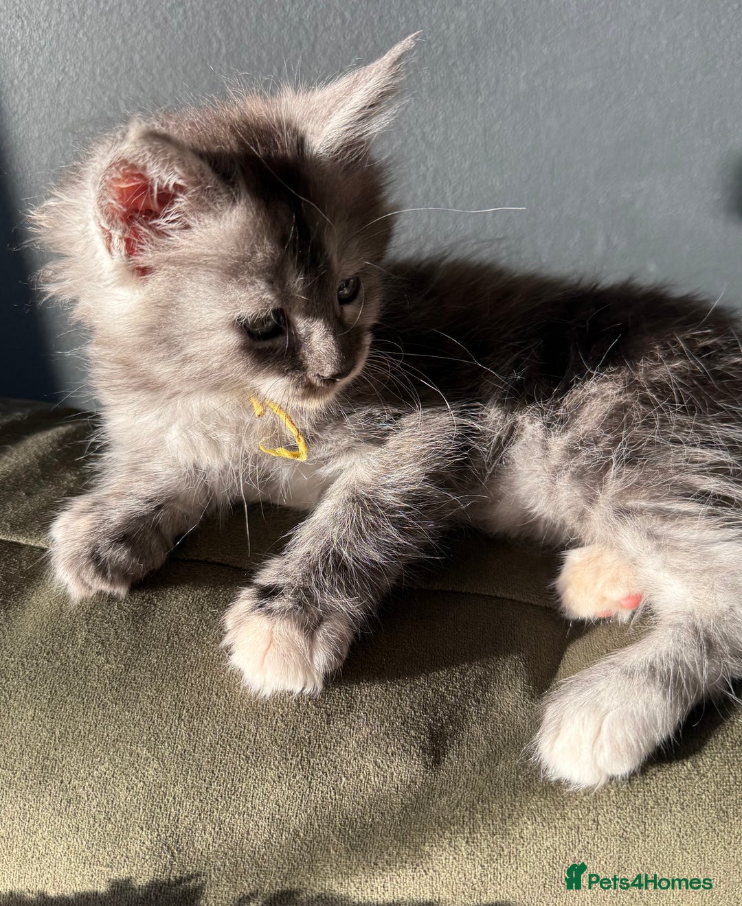 Maine Coon cats for sale: Maine Coon Kittens  - Image 11
