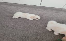 Coton De Tulear dogs for sale: Gorgeous puppies 🐶 KC registered - Image 12