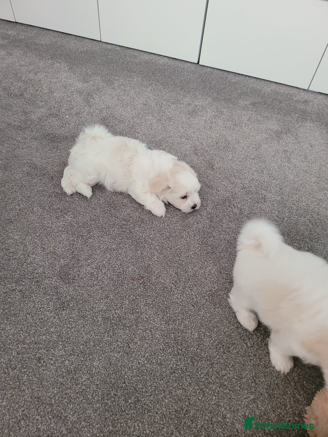 Coton De Tulear dogs for sale: Gorgeous puppies 🐶 KC registered - Image 12