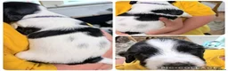 English Springer Spaniel dogs for sale: English springer spaniel pups, docked and KC reg - Advert 11