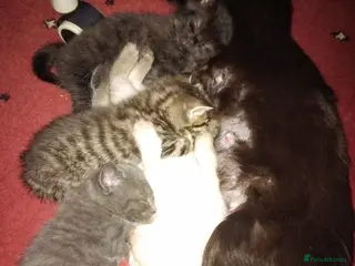 Mixed Breed cats beautiful ragdoll mix kittens ready to go - Advert 1