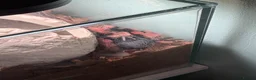 Tarantulas invertebrates for sale: Juvenile Female Mexican Fireleg Tarantula - Advert 3