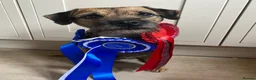 Border Terrier dogs for sale: Border terrier puppies in Lanark - Advert 10