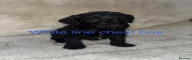 Cockapoo 1