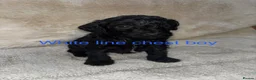 Cockapoo dogs for sale: Gorgeous Cockapoo Puppies Available for new homes in Leicester - Advert 21