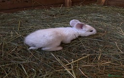 Continental Giant rabbits for sale: Continental Giant Baby Rabbits  First Litter  - Image 2