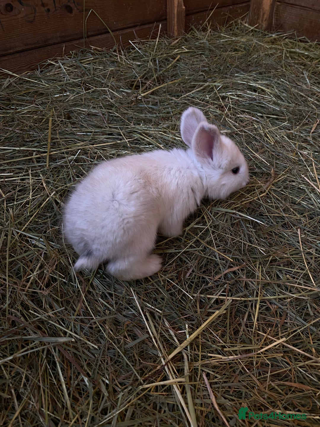 Continental Giant rabbits for sale: Continental Giant Baby Rabbits  First Litter  - Image 2