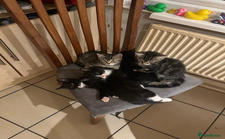 Mixed Breed cats - Advert 13