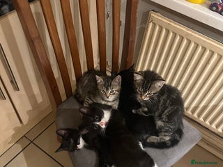 Mixed Breed cats - Advert 23