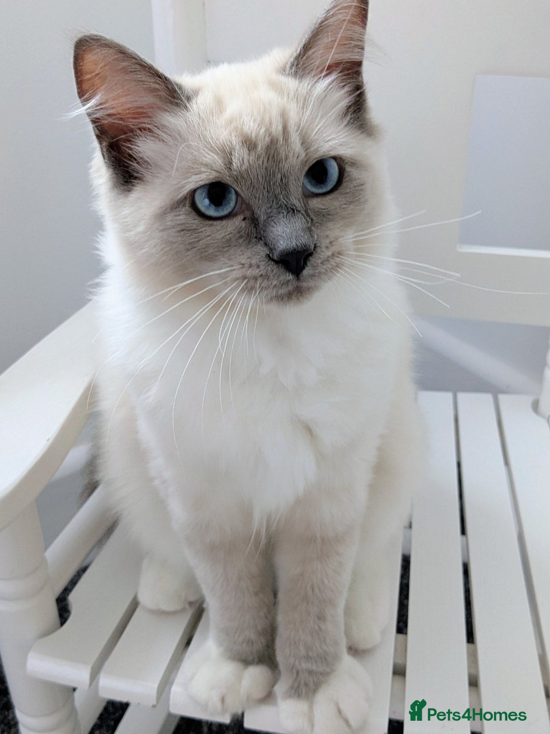 Ragdoll cats for sale: SPECIAL OFFER! Gccf *Only Male Ragdoll  - Image 3