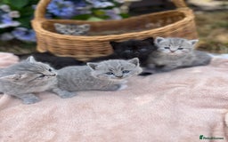 Scottish Fold cats for sale: Cute&Cuddy Scottish fold kittens - Image 11