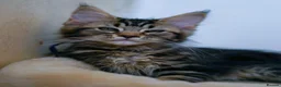 Maine Coon cats for sale: Gorgeous pure breed Mainecoon kittens ready now - Advert 23