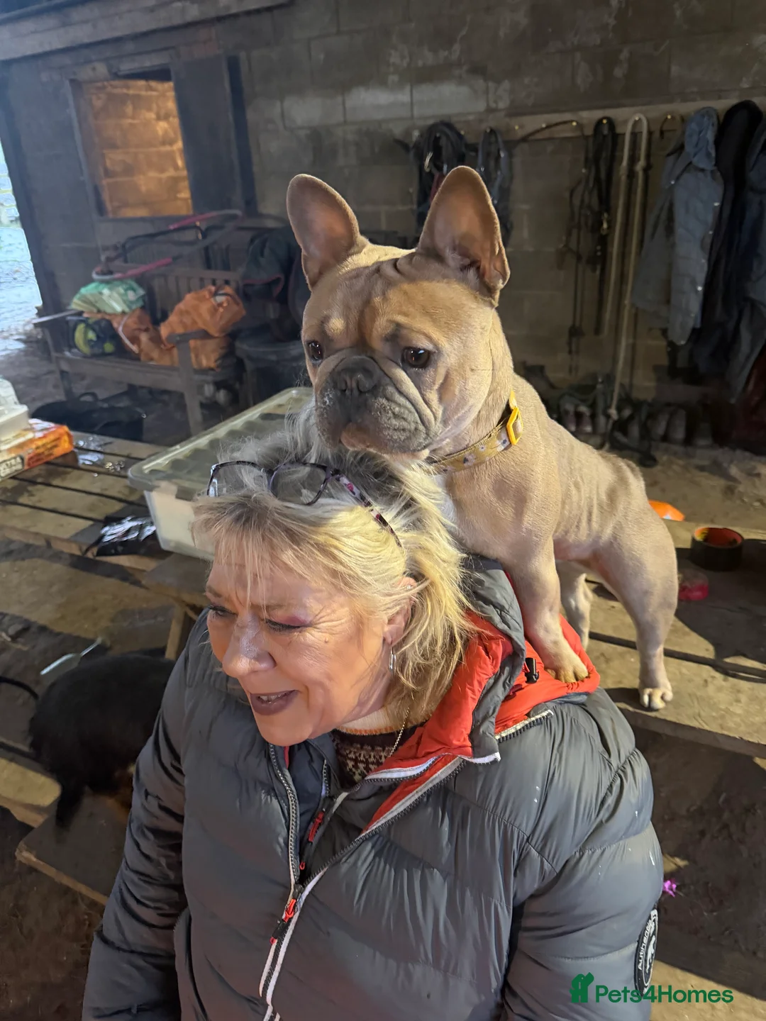 French Bulldog dogs for sale: Stunning French Bulldog - Advert 4