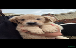 Golden Retriever dogs for sale: Golden retriever X Goldador puppies - Image 10