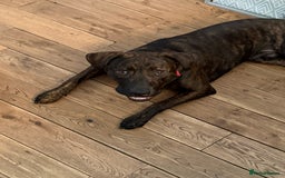 Mixed Breed dogs for sale: 9 month old staffy cross - Image 3