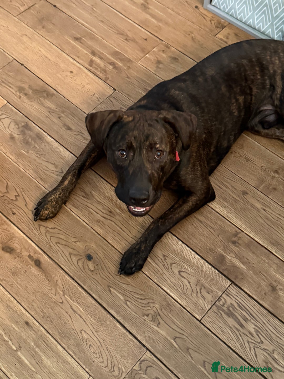 Mixed Breed dogs for sale: 9 month old staffy cross - Image 3
