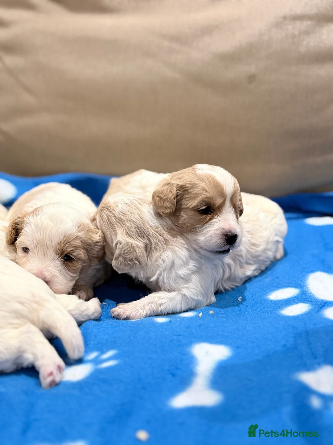 Cavapoo dogs for sale: Miniature Cavapoos  - Advert 3