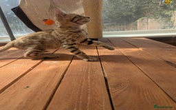 Bengal cats for sale: Bengal Kittens Purebred with Champion Lines  - Image 33