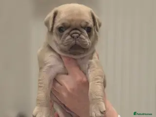 Pug dogs KC pug puppys - Advert 5