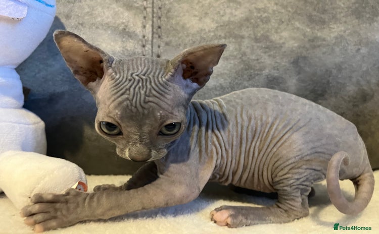 Sphynx cats - Advert 11
