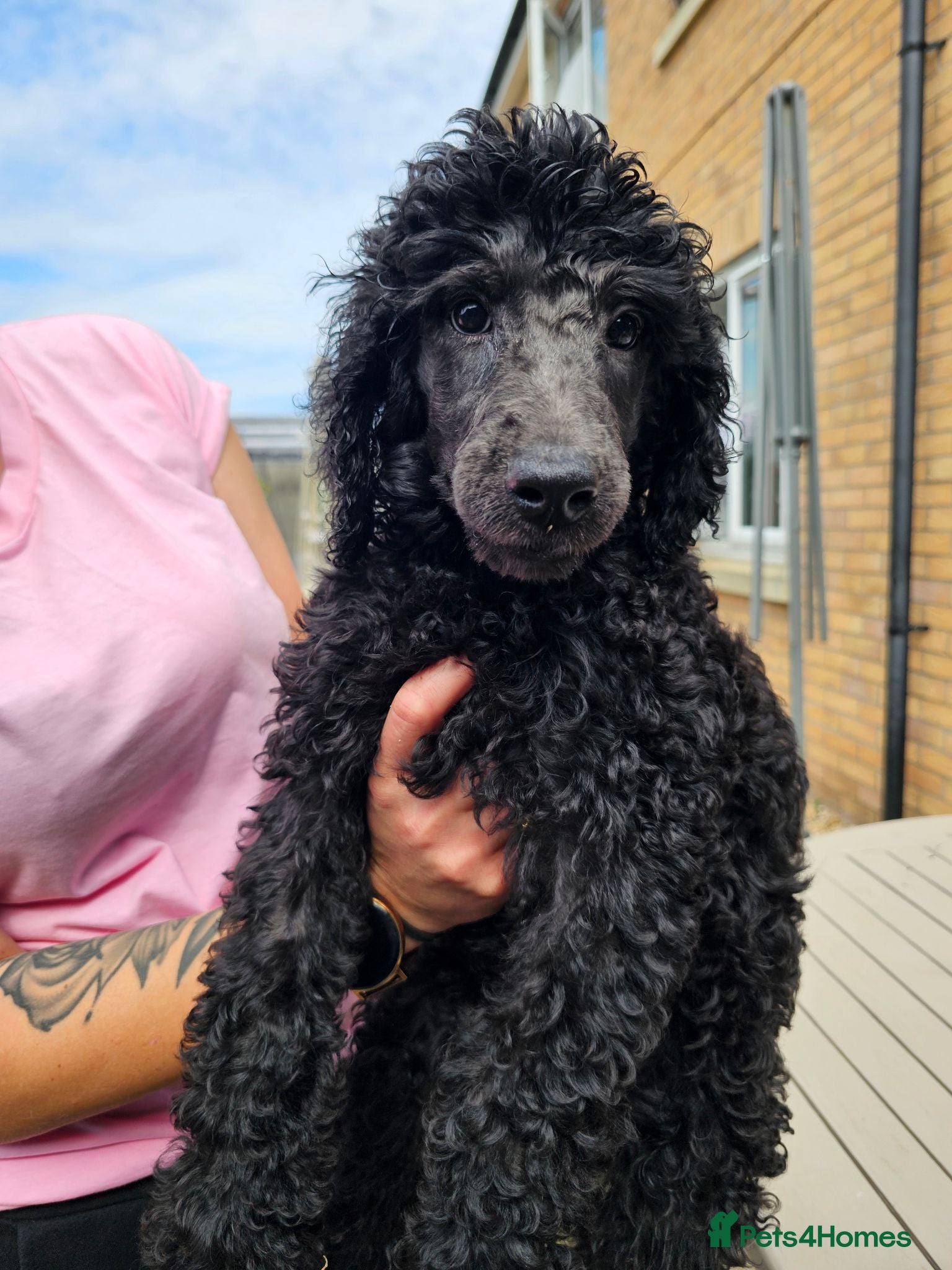 Standard Poodle dogs Last Boy KC Standard Poodle Puppies !  - Advert 2