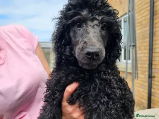 Standard Poodle dogs Last Boy KC Standard Poodle Puppies ! - Advert 2