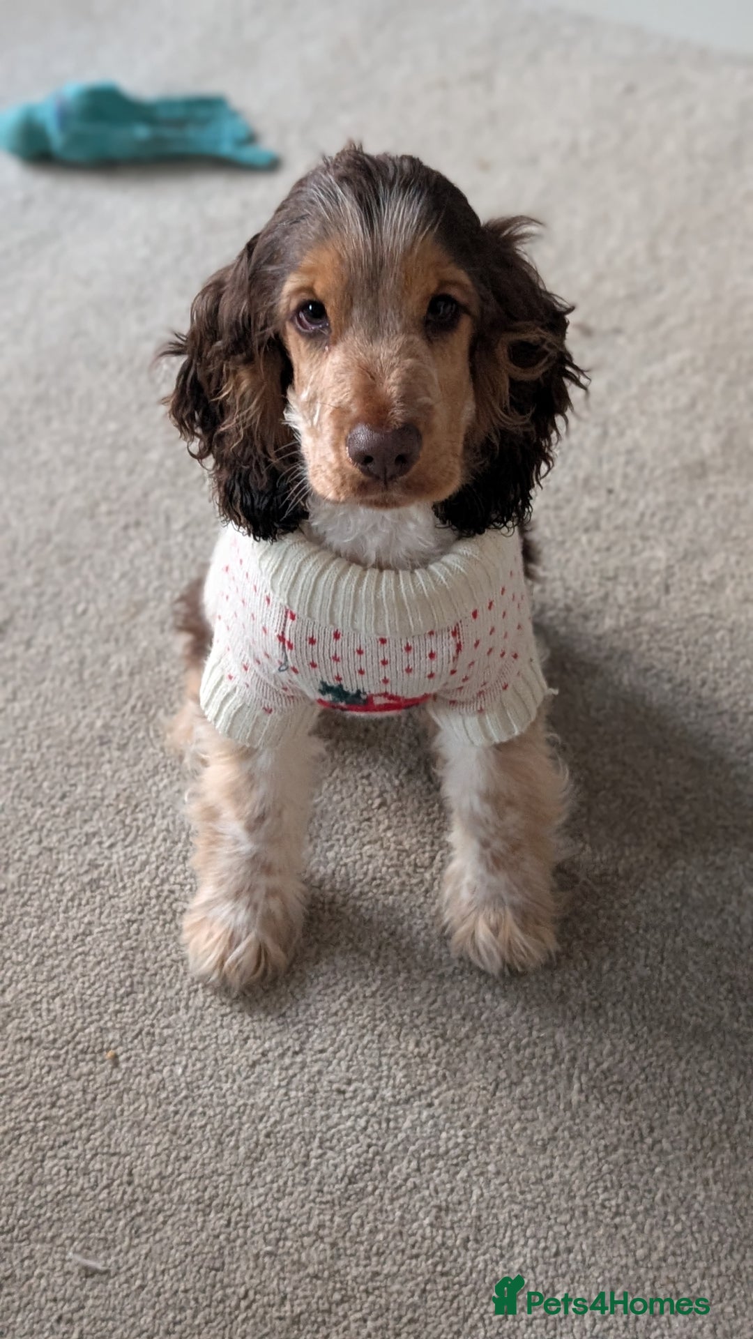 Cocker Spaniel dogs for sale: 6 months old Show Type Cocker Spaniel - Advert 1