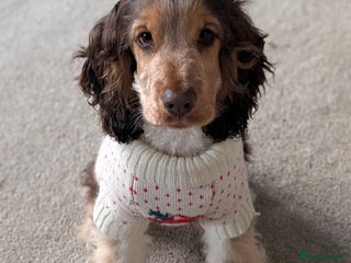 Cocker Spaniel dogs 6 months old Show Type Cocker Spaniel - Advert 1