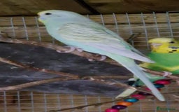 Budgerigars birds for sale: 3x baby budgie reseve only til 13th oct. From £45 - Image 10