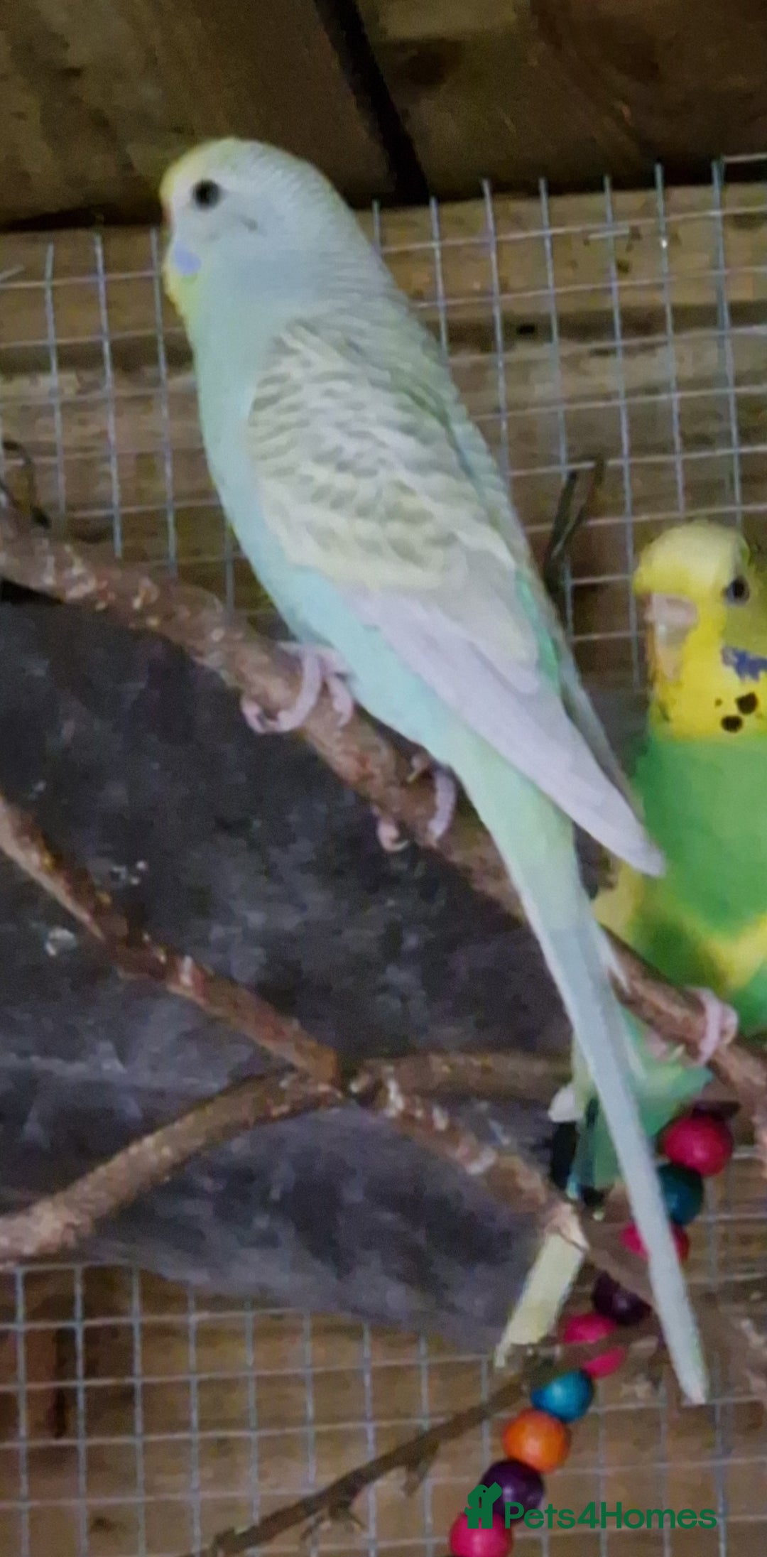 Budgerigars birds for sale: 3x baby budgie reseve only til 13th oct. From £45 - Image 10