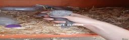 Ferret rodents for sale: Baby Ferret kits look at description!  - Advert 9