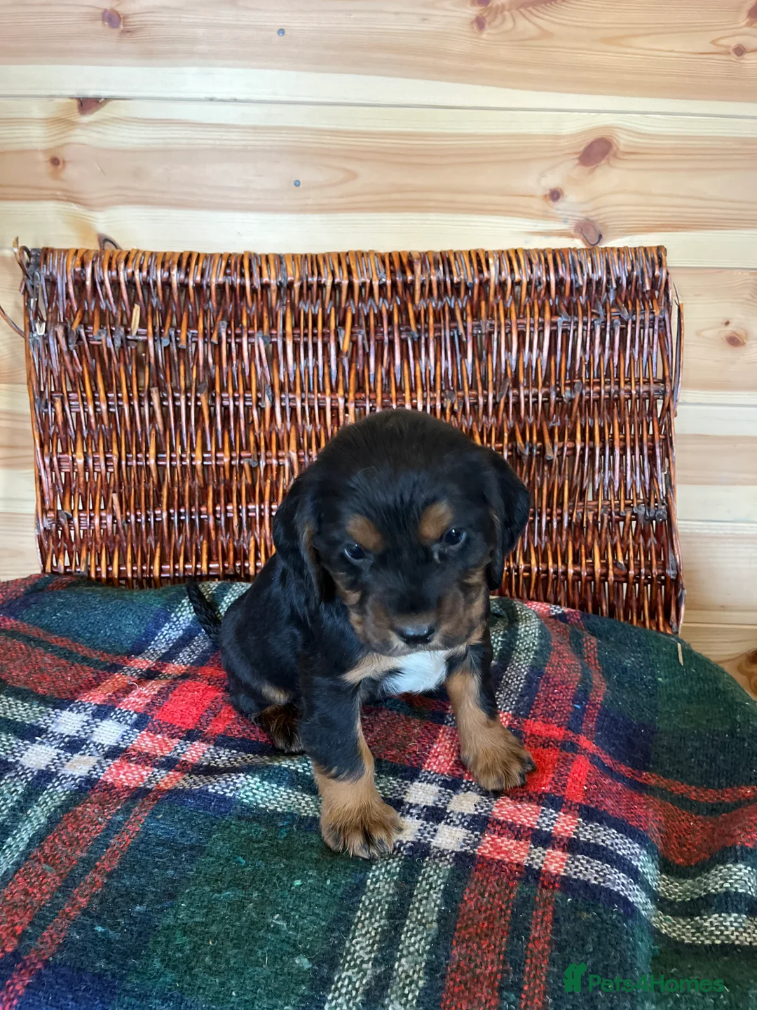 Cocker Spaniel dogs for sale: cocker spaniels - Advert 7