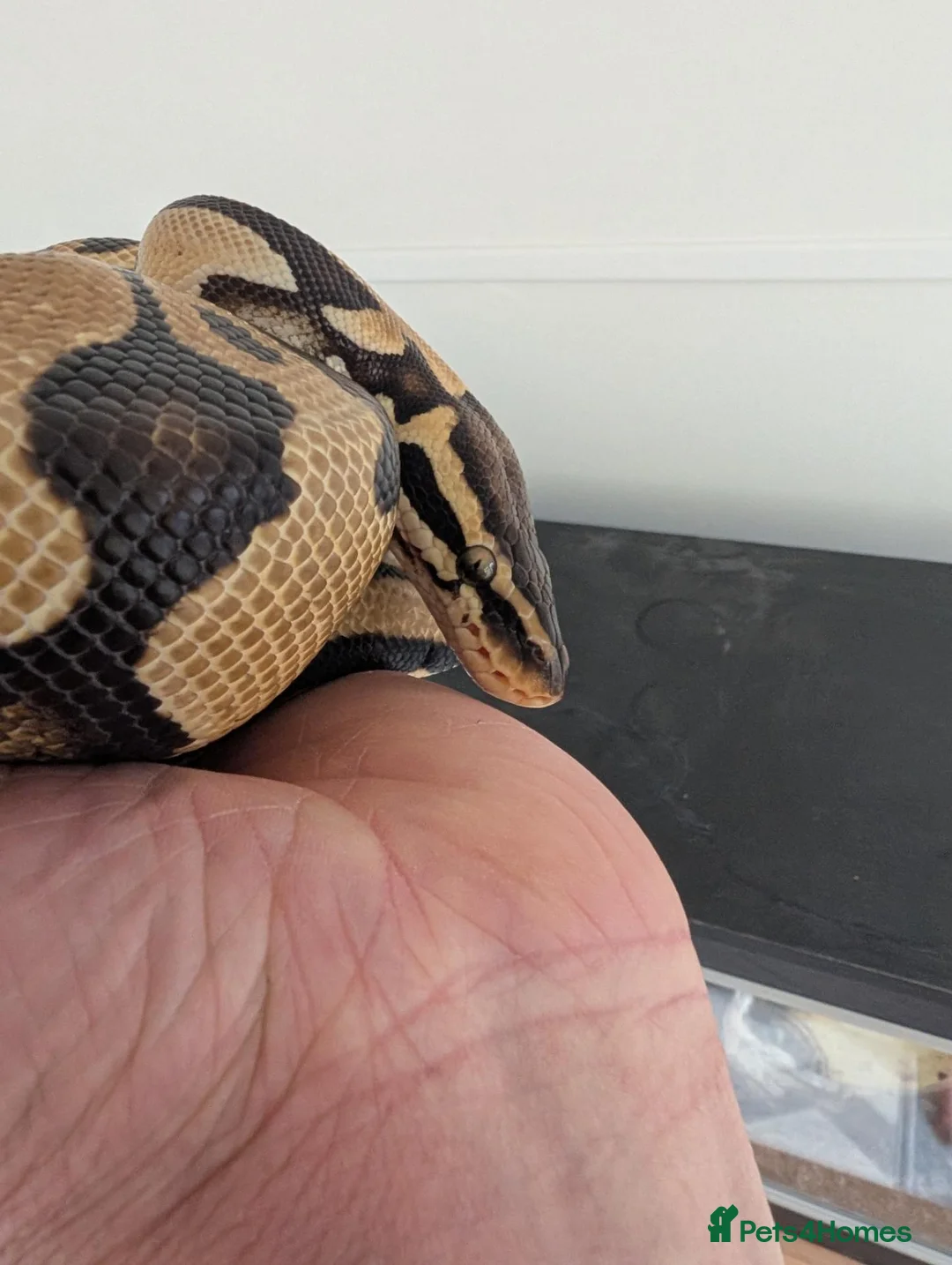 Snake reptiles for sale: Royal Ball python for sale  in Poole - Advert 2