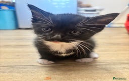 Mixed Breed cats for sale: Adorable Male Kittens Ready to Reserve - Image 6