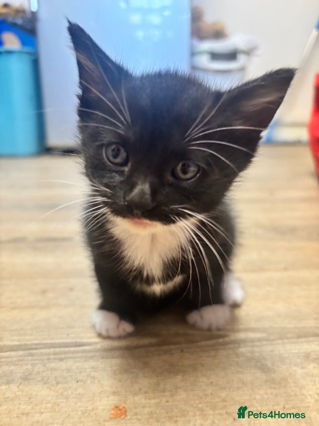 Mixed Breed cats for sale: Adorable Male Kittens Ready to Reserve - Image 6