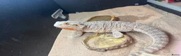 Bearded Dragon reptiles for sale: Bearded dragon and set up  - Advert 1