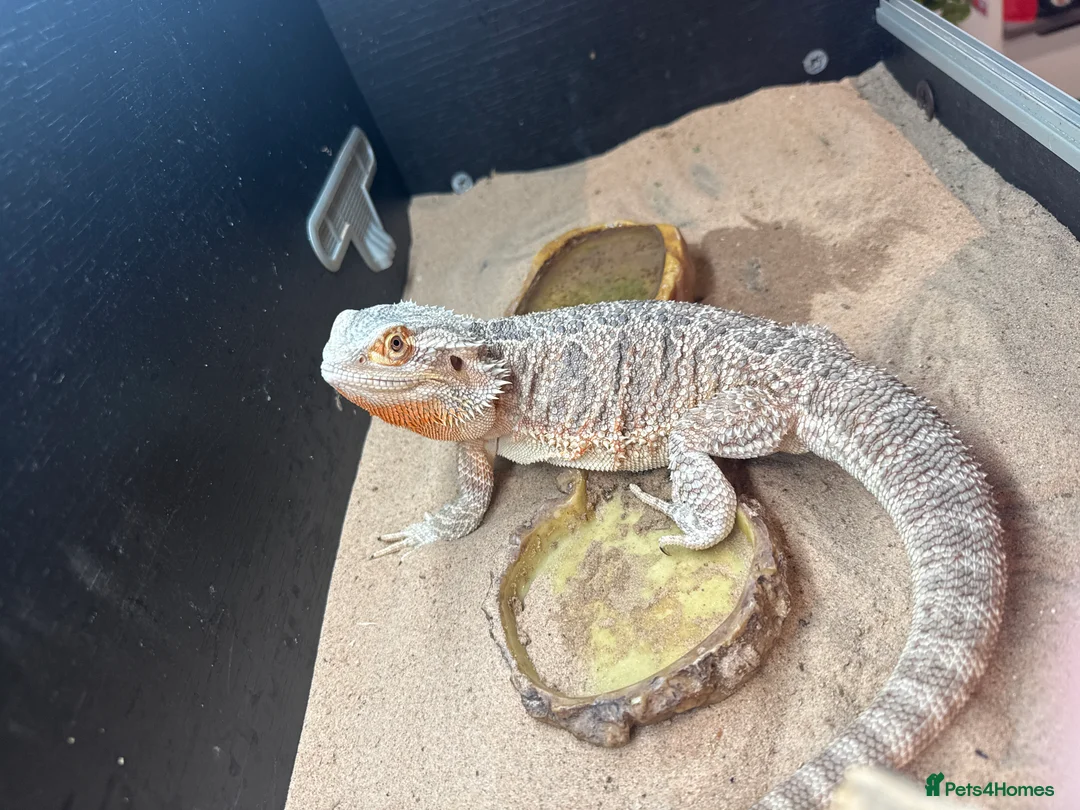 Bearded Dragon reptiles for sale: Bearded dragon and set up  - Advert 1