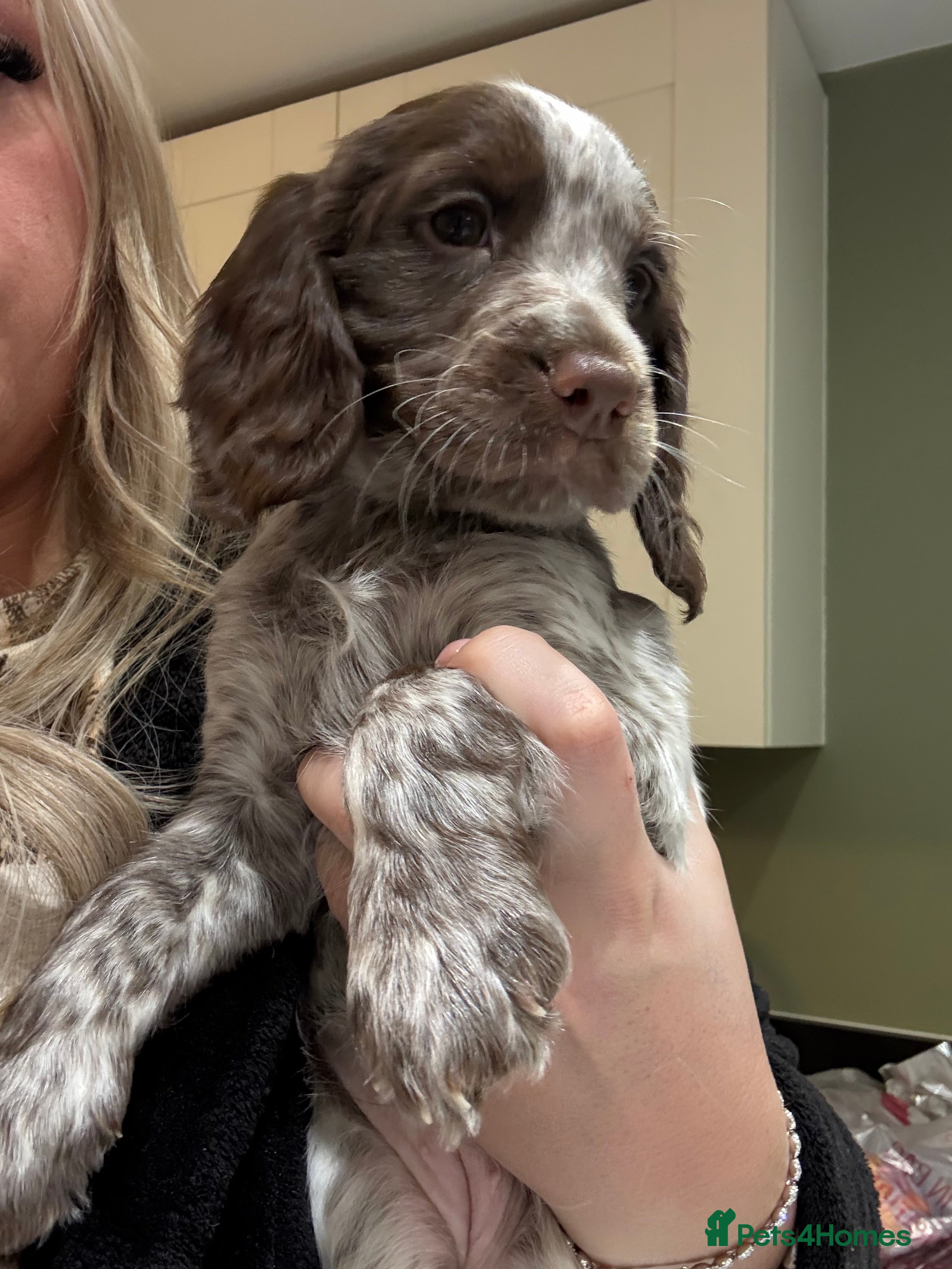 Cocker Spaniel dogs 7 cocker spaniel puppies for sale  - Advert 12