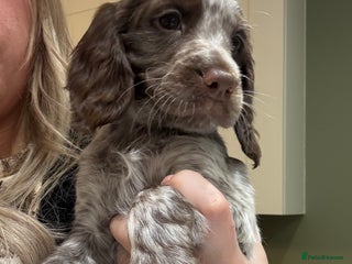 Cocker Spaniel dogs 7 cocker spaniel puppies for sale - Advert 12