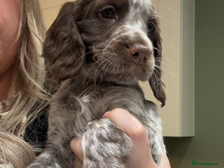 Cocker Spaniel dogs 7 cocker spaniel puppies for sale - Advert 5