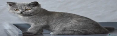 British Shorthair blue cream girl 