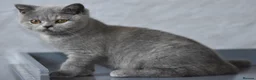 British Shorthair cats for sale: GCCF reg BSH baby girls  - Advert 3