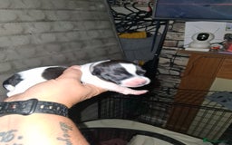Mixed Breed dogs for sale: Jack Russell cross dachshund puppies  - Image 4